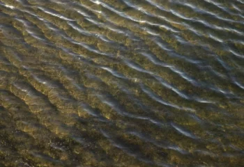 eau eau